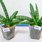 Sansevieria Cylindrica Boncel | Choose Your Extraordinary Plant