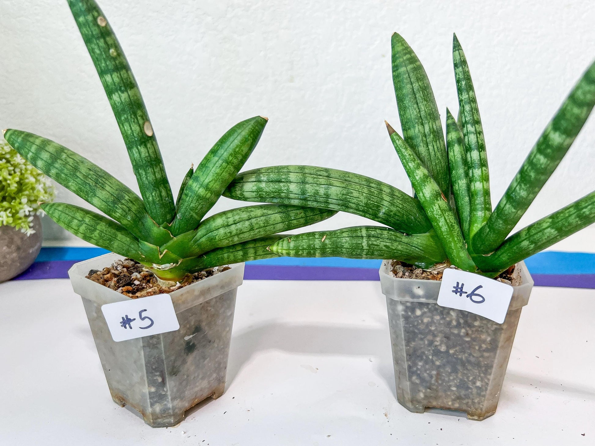 Sansevieria Cylindrica Boncel | Choose Your Extraordinary Plant