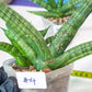 Sansevieria Cylindrica Boncel | Choose Your Extraordinary Plant