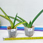 Sansevieria Patens Var XL (#E3) | Newly Arrive, Not Fully Rooted yet