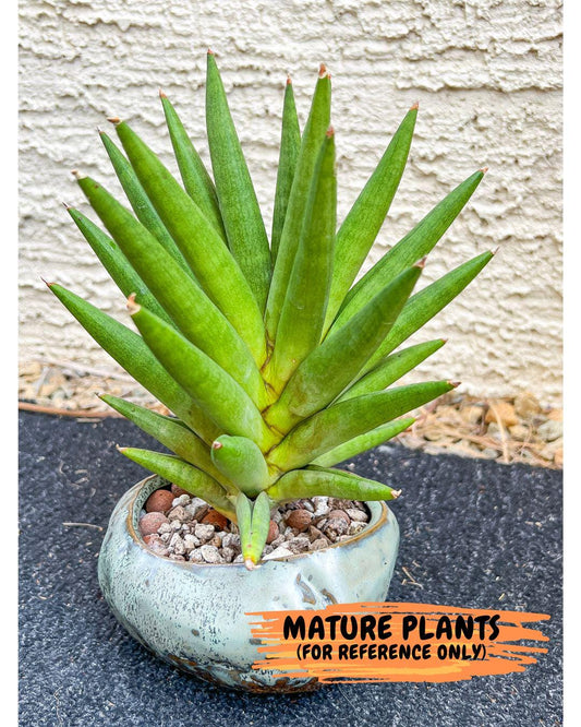 Sansevieria Repeta (#AC50) | Uncover an Exotic Botanical Wonder