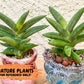 Sansevieria Virdi lisciu (#AC17) | Reveal a Hidden Botanical Gem