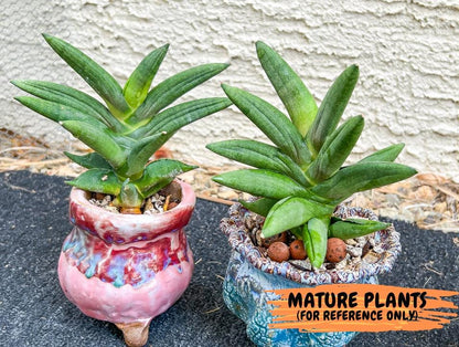 Sansevieria Virdi lisciu (#AC17) | Rare Hybrids