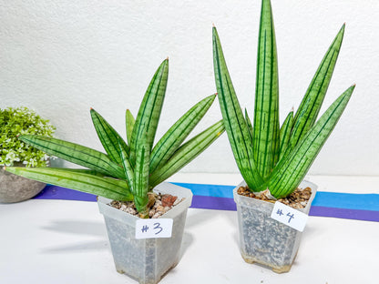 Sansevieria Fat Man XXL (#E4) | Imported Plants | Rare Hybrid Species