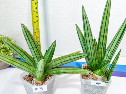 Sansevieria Fat Man XXL (#E4) | Imported Plants | Rare Hybrid Species