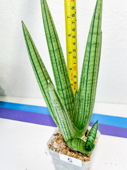 Sansevieria Fat Man XXL (#E4) | Imported Plants | Rare Hybrid Species