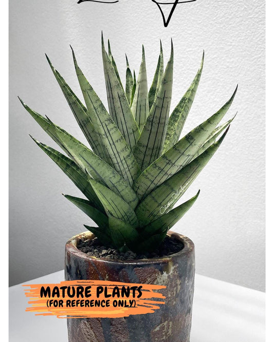 Sansevieria Nakhon Luang (G1)(1~3) | Choose Your Own Rare Plant