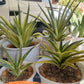 Sansevieria Cordova (#RA23) | Rare Imported Plants | 2" Pot