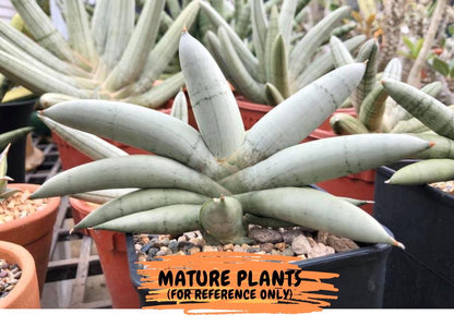 Sansevieria Boncel Platinum (#A5) | Imported Snake Plants
