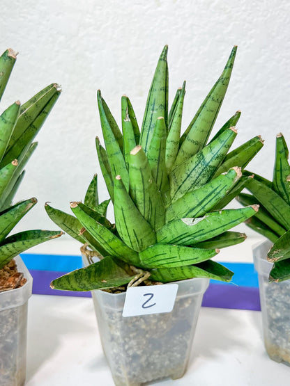 Sansevieria Nakhon Luang (G1)(1~3) | Choose Your Own Rare Plant