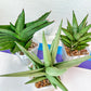 Sansevieria Rare Collections (G3) | Plant names listed in descriptions. More photos available on request