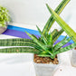 Sansevieria Boncel Variegata | Find an Extraordinary and Rare Plant