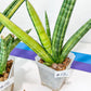 Sansevieria Boncel Variegata | Find an Extraordinary and Rare Plant