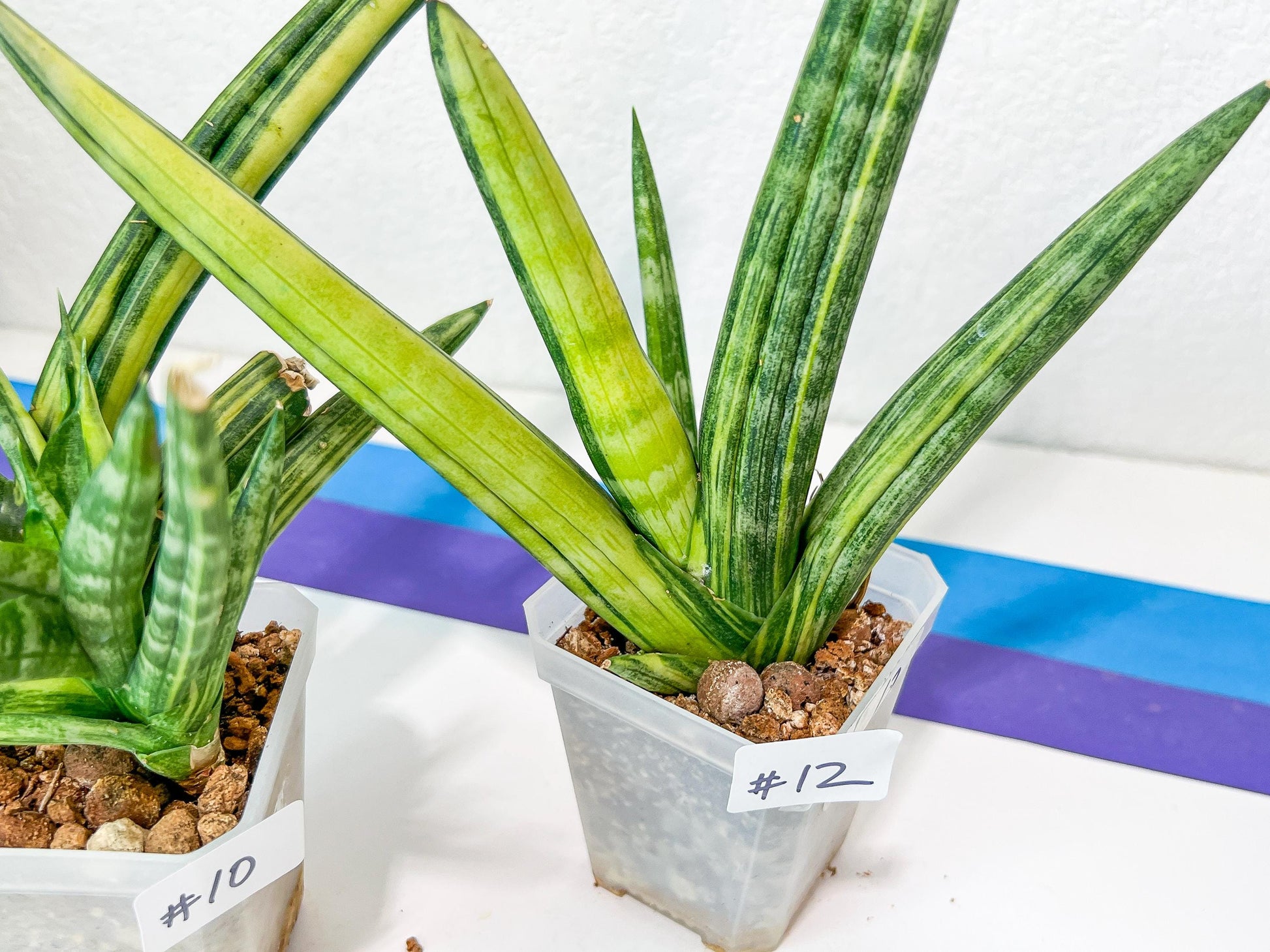Sansevieria Boncel Variegata | Find an Extraordinary and Rare Plant