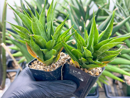 Sansevieria Sunflower (#AC1) | Imported Plants | Rare Hybrid Species