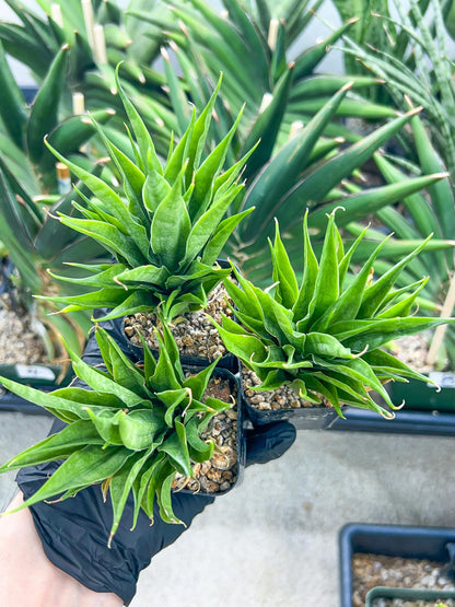 Sansevieria Sunflower (#AC1) | Imported Plants | Rare Hybrid Species