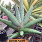 Sansevieria Supper Chubby (AC59) | Imported Snake Plants