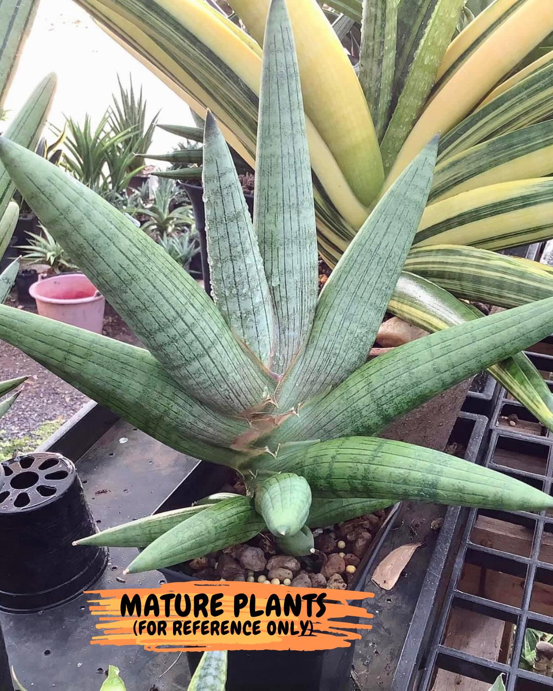Sansevieria Supper Chubby (ca2) (y) | Rare House Plant