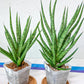 Sansevieria Blue Torch | Imported Plants | Rare Hybrid Species