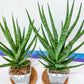 Sansevieria Blue Torch | Imported Plants | Rare Hybrid Species