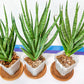 Sansevieria Blue Torch | Imported Plants | Rare Hybrid Species
