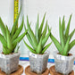 Sansevieria Chanin Small (#A5) | Select Your Unique Green Rarity