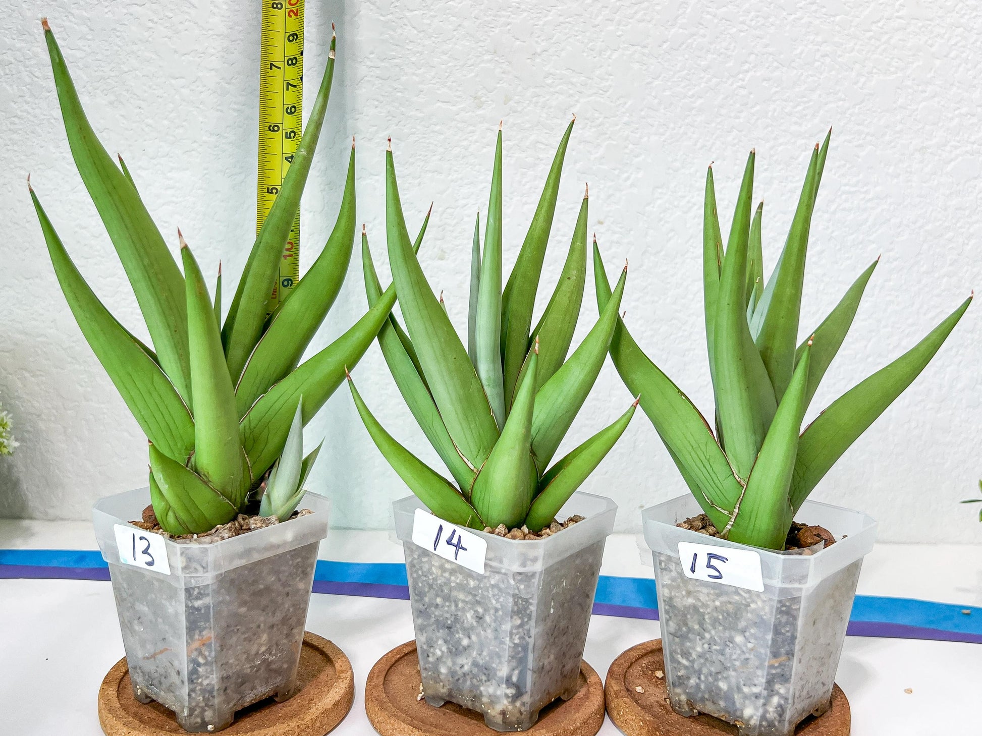 Sansevieria Chanin Small (#A5) | Select Your Unique Green Rarity