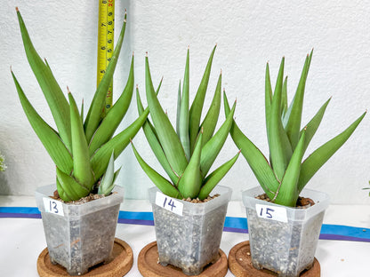 Sansevieria Chanin Small (#A5) | Select Your Unique Green Rarity
