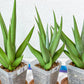 Sansevieria Chanin Small (#A5) | Select Your Unique Green Rarity