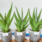 Sansevieria Chanin Small (#A5) | Select Your Unique Green Rarity