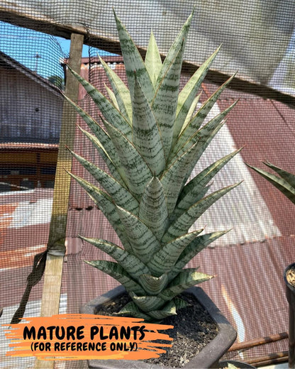 Sansevieria Madona (Ha5) (3) | Rare Collection