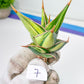 Sansevieria Pinguicula Variegated (C4) (5~6) | Select Your Unique Green Rarity