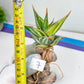 Sansevieria Pinguicula Variegated (C4) (5~6) | Select Your Unique Green Rarity