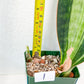 Sansevieria BRUDA | (#Me1~6) | Hybrid of Masoniana Var x Eliptica Var