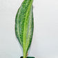 Sansevieria BRUDA | (#Me1~6) | Hybrid of Masoniana Var x Eliptica Var
