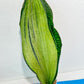 Sansevieria BRUDA | (#Me1~6) | Hybrid of Masoniana Var x Eliptica Var
