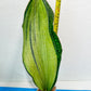 Sansevieria BRUDA | (#Me1~6) | Hybrid of Masoniana Var x Eliptica Var