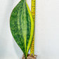 Sansevieria Masoniana Congo | Imported Plants | Choose Your Own