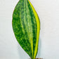 Sansevieria Masoniana Congo | Imported Plants | Choose Your Own