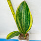 Sansevieria Masoniana Congo | Imported Plants | Choose Your Own