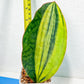 Sansevieria Masoniana Congo | Imported Plants | Choose Your Own