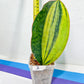 Sansevieria Masoniana Congo | Imported Plants | Choose Your Own
