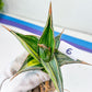Sansevieria Pinguicula Variegated (C4) (5~6) | Select Your Unique Green Rarity