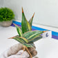 Sansevieria Pinguicula Variegated (C4) (5~6) | Select Your Unique Green Rarity