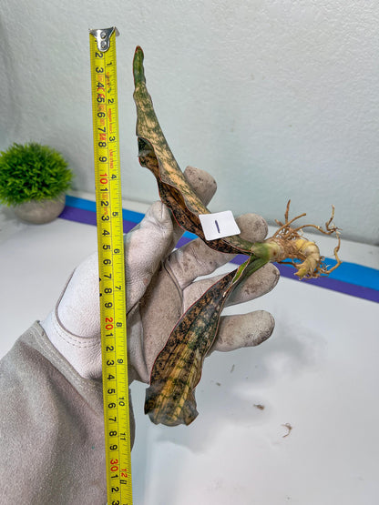 Sansevieria Kirkii Coppertone Variegated | Very Rare Import | (1~3)