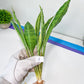 Sansevieria Sudwala Caves Variegated | Rare Impoted Plants | (1~3)
