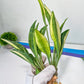 Sansevieria Sudwala Caves Variegated | Rare Impoted Plants | (1~3)