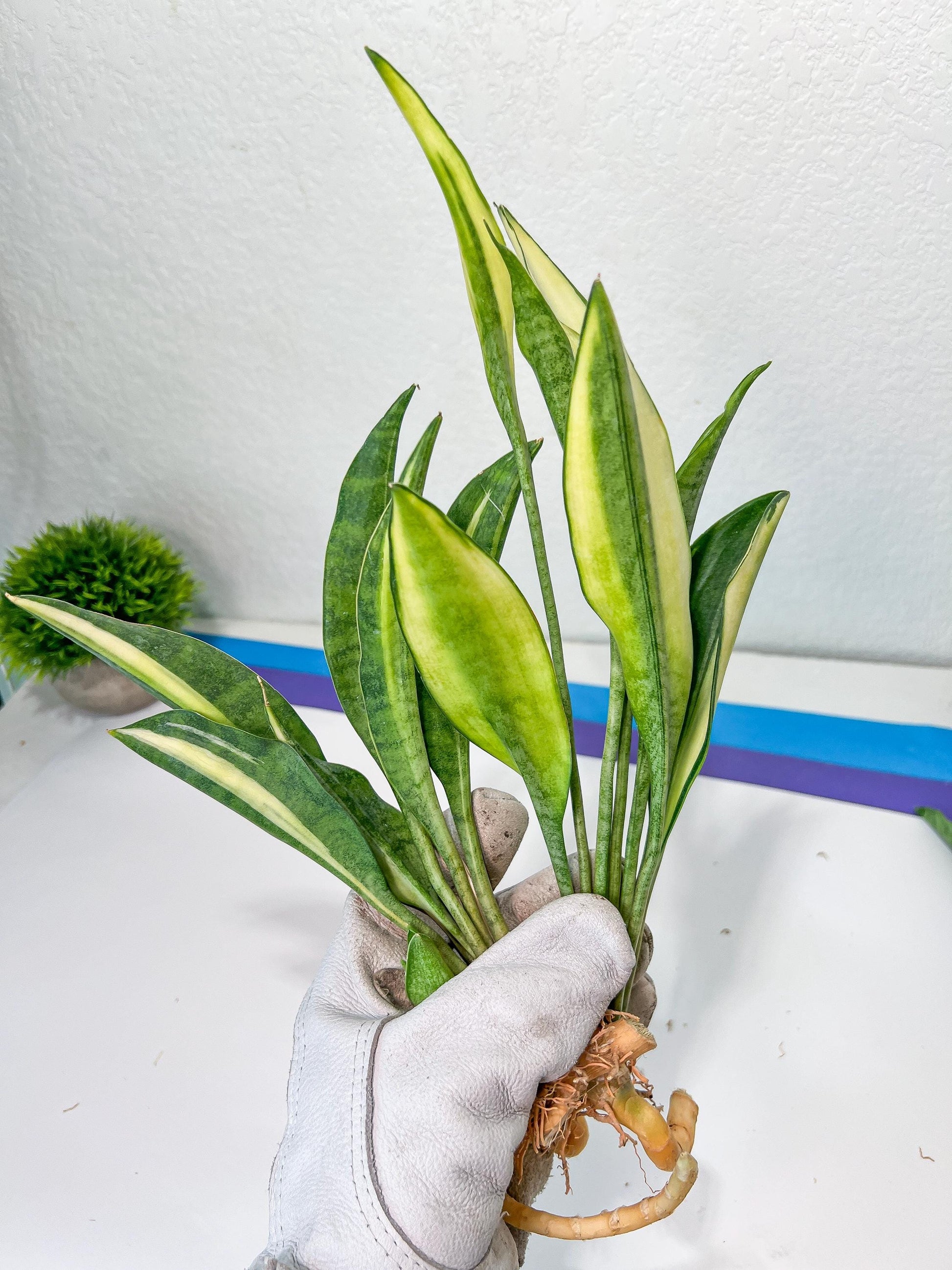 Sansevieria Sudwala Caves Variegated | Rare Impoted Plants | (1~3)
