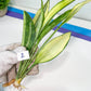Sansevieria Sudwala Caves Variegated | Rare Impoted Plants | (1~3)