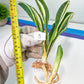 Sansevieria Sudwala Caves Variegated | Rare Impoted Plants | (1~3)